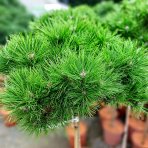 Borovica hustokvetá (Pinus densiflora) ´LOW GLOW´ - výška 110-120 cm, kont. C5L - NA KMIENKU